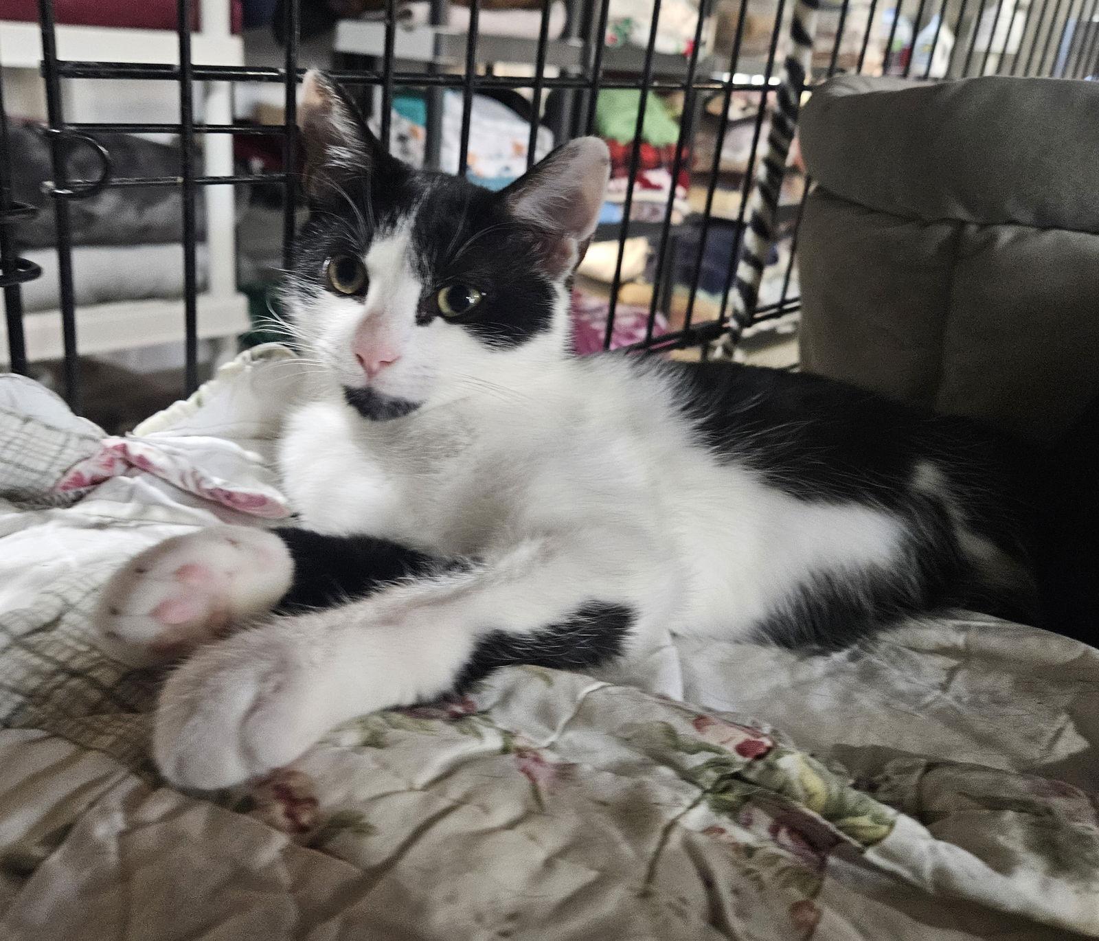 Enlarge Purina, a Adopted Domestic Short Hair in Penndel, PA image 3/3