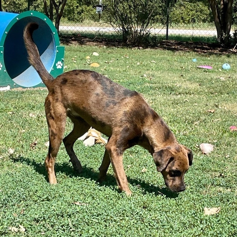 Enlarge Reba, a Adoptable Catahoula Leopard Dog in Southaven , MS image 5/6