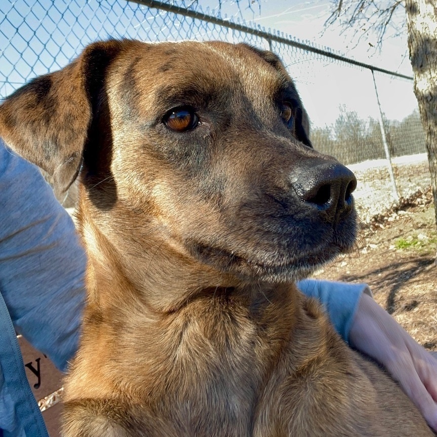 Enlarge Reba, a Adoptable Catahoula Leopard Dog in Southaven , MS image 4/6