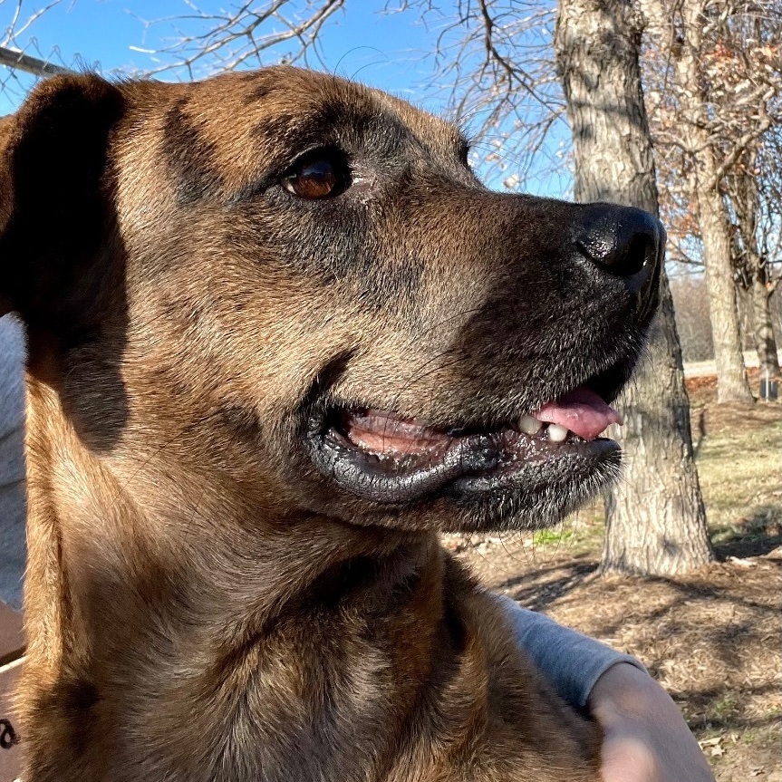 Enlarge Reba, a Adoptable Catahoula Leopard Dog in Southaven , MS image 6/6