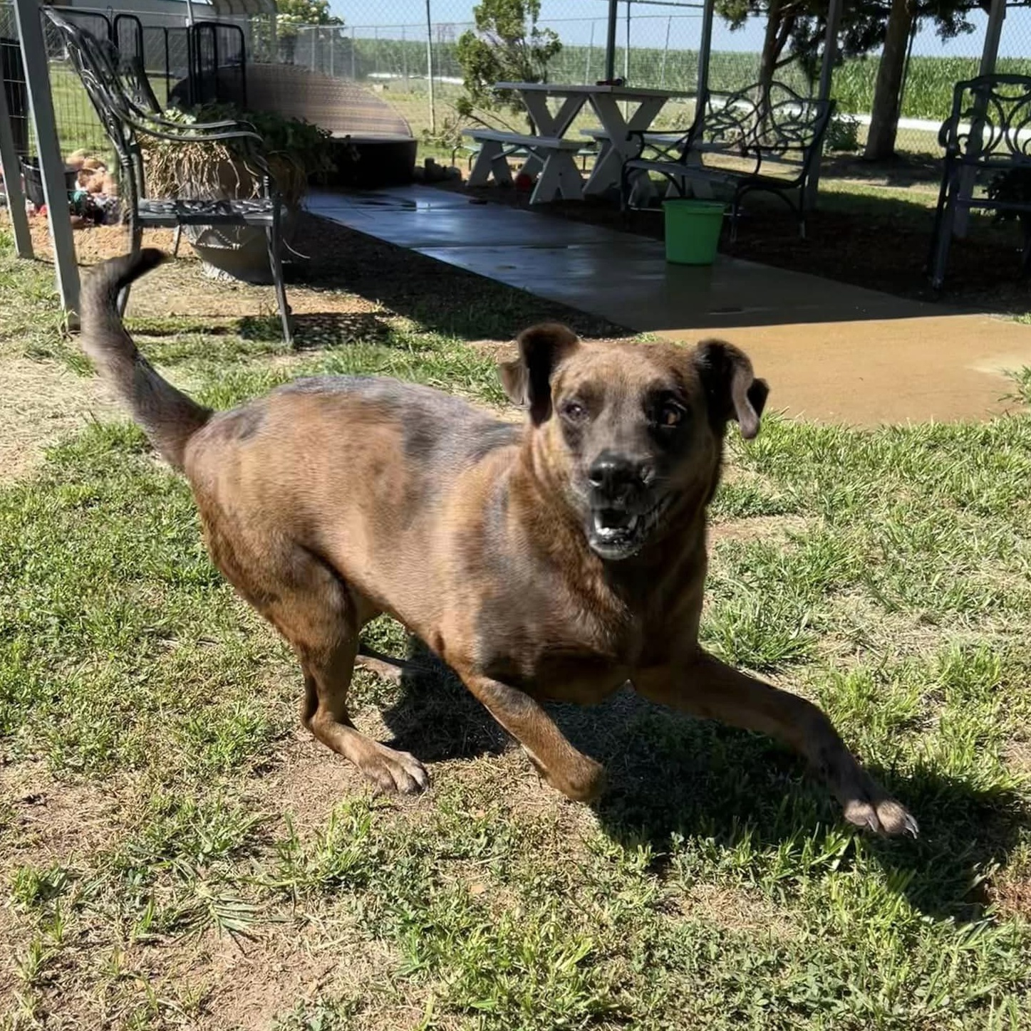 Enlarge Reba, a Adoptable Catahoula Leopard Dog in Southaven , MS image 3/6