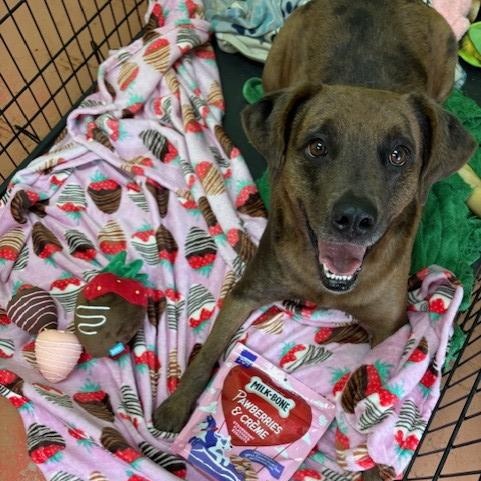 Enlarge Reba, a Adoptable Catahoula Leopard Dog in Southaven , MS image 1/6