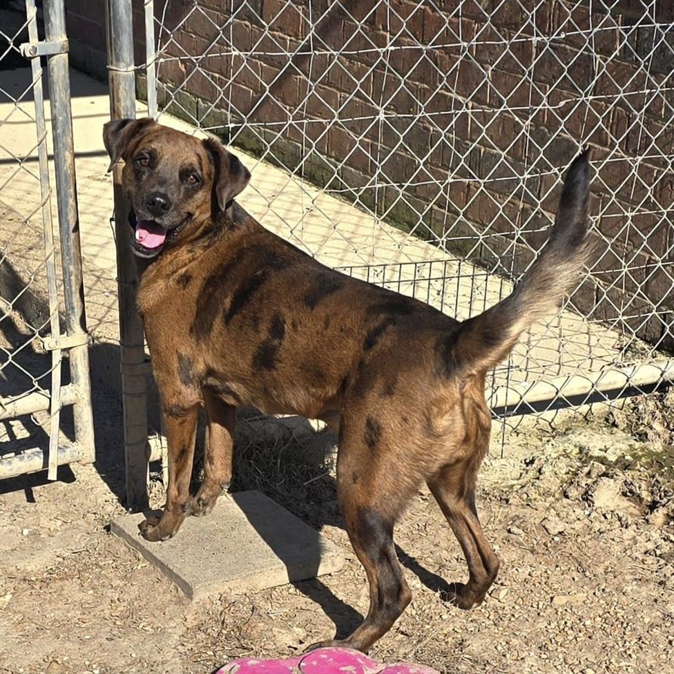 Enlarge Reba, a Adoptable Catahoula Leopard Dog in Southaven , MS image 2/6