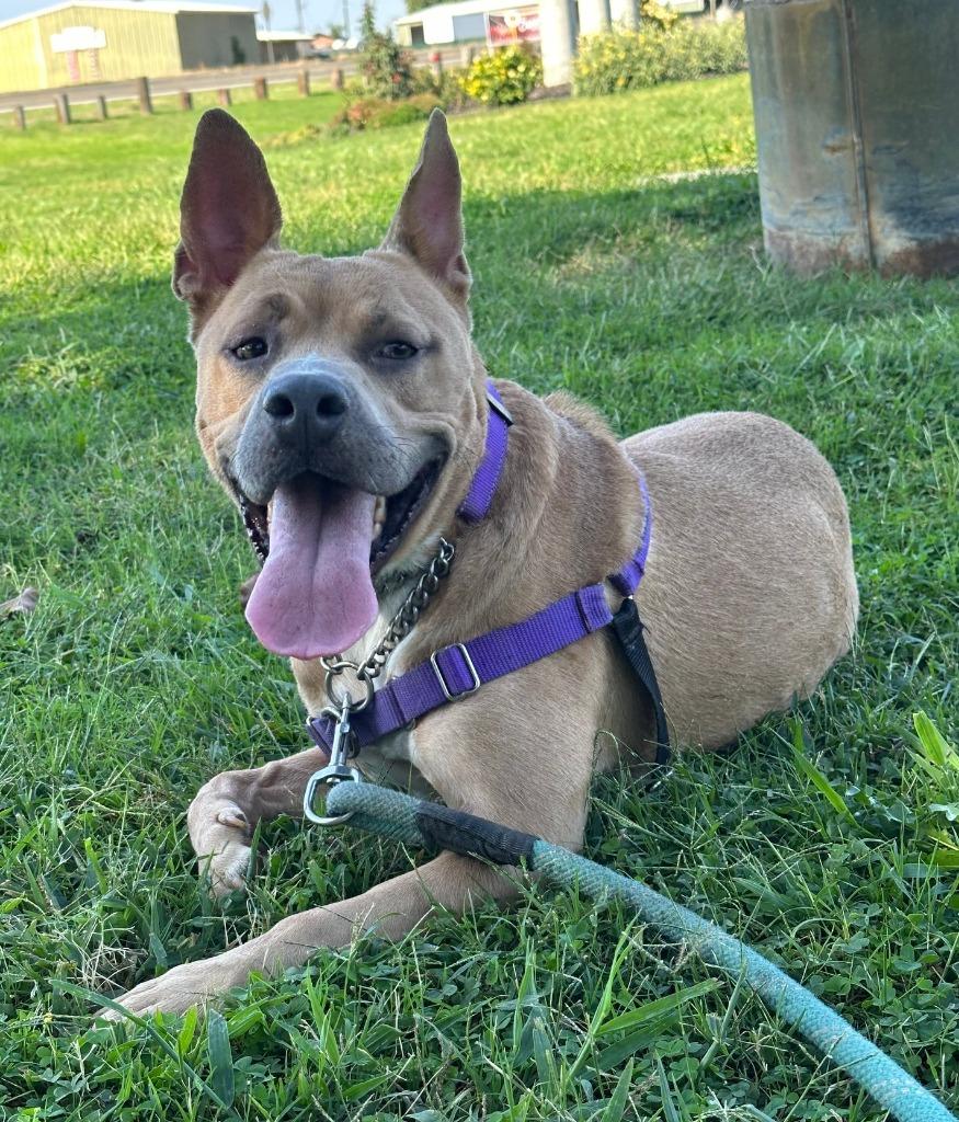 Enlarge AGNES, a Adopted Pit Bull Terrier in Lemoore, CA image 1/3