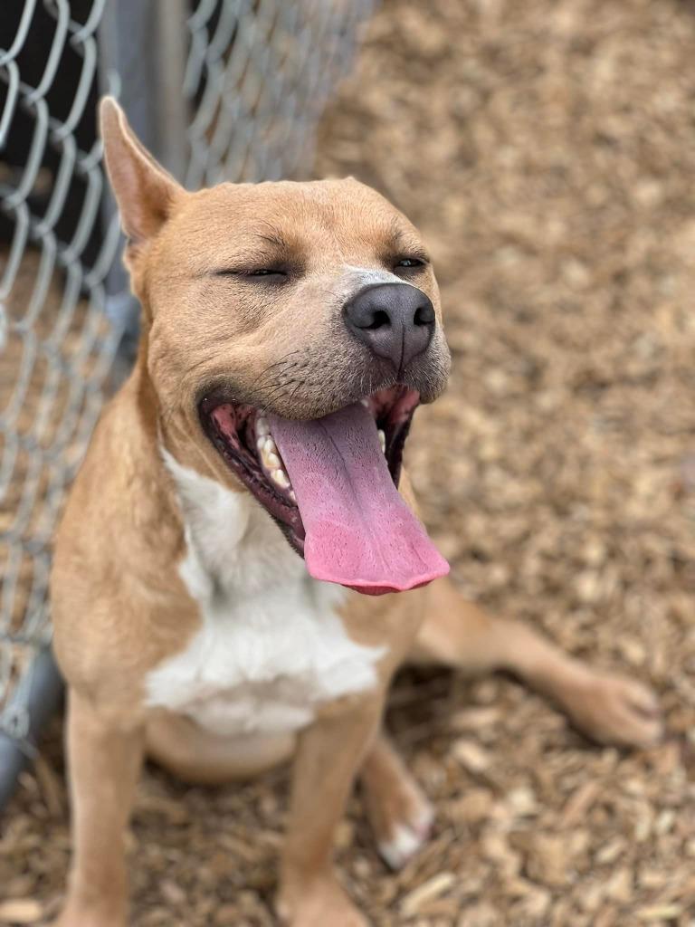 Enlarge AGNES, a Adopted Pit Bull Terrier in Lemoore, CA image 2/3