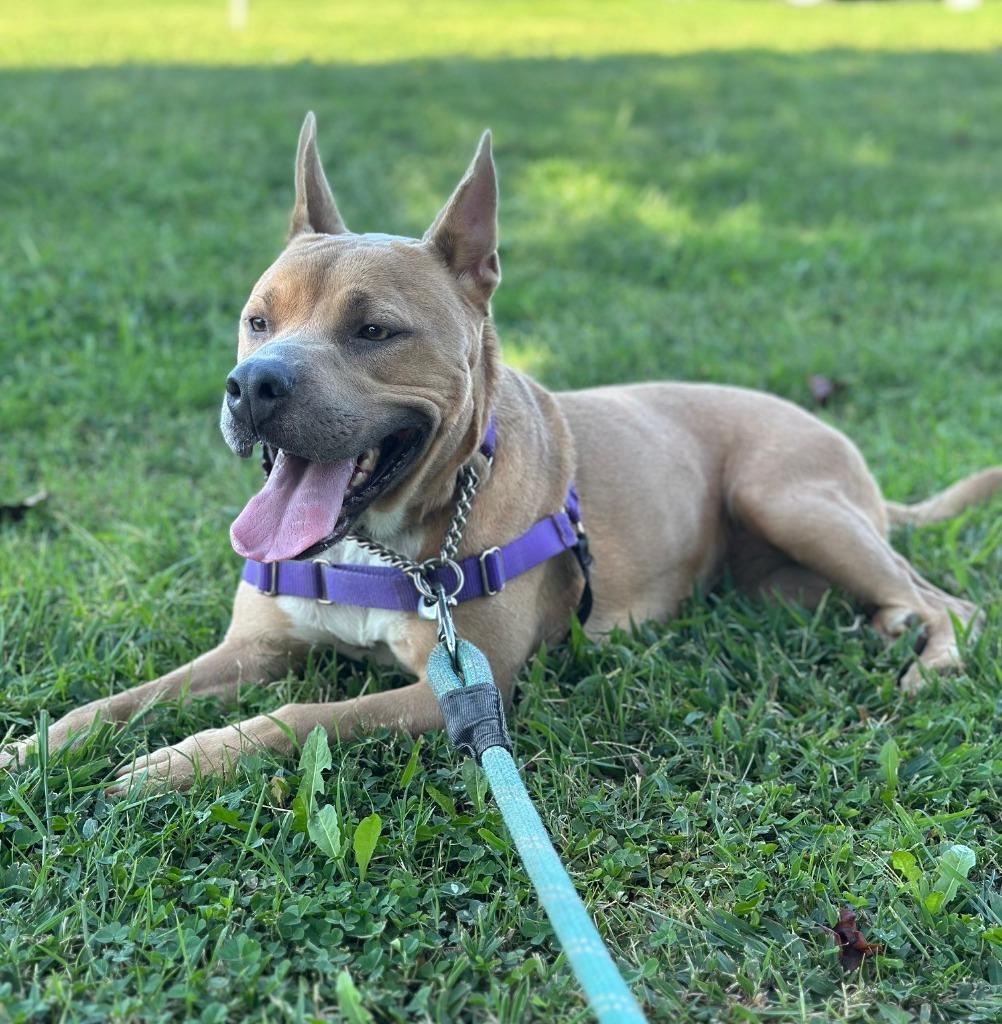 Enlarge AGNES, a Adopted Pit Bull Terrier in Lemoore, CA image 3/3