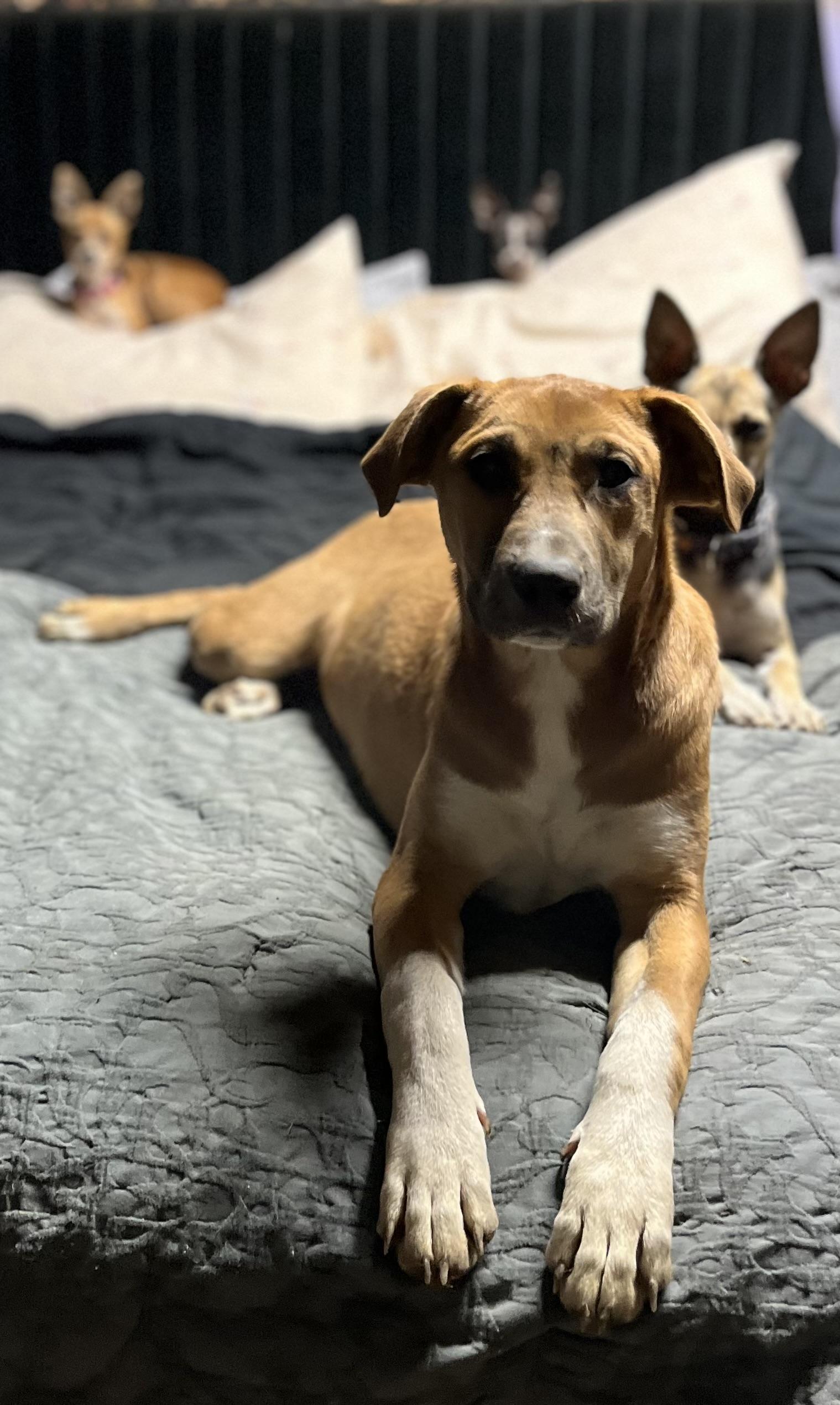 Topanga (FEE SPONSORED), a Adoptable mixed breed in Portland, ME image 6/6