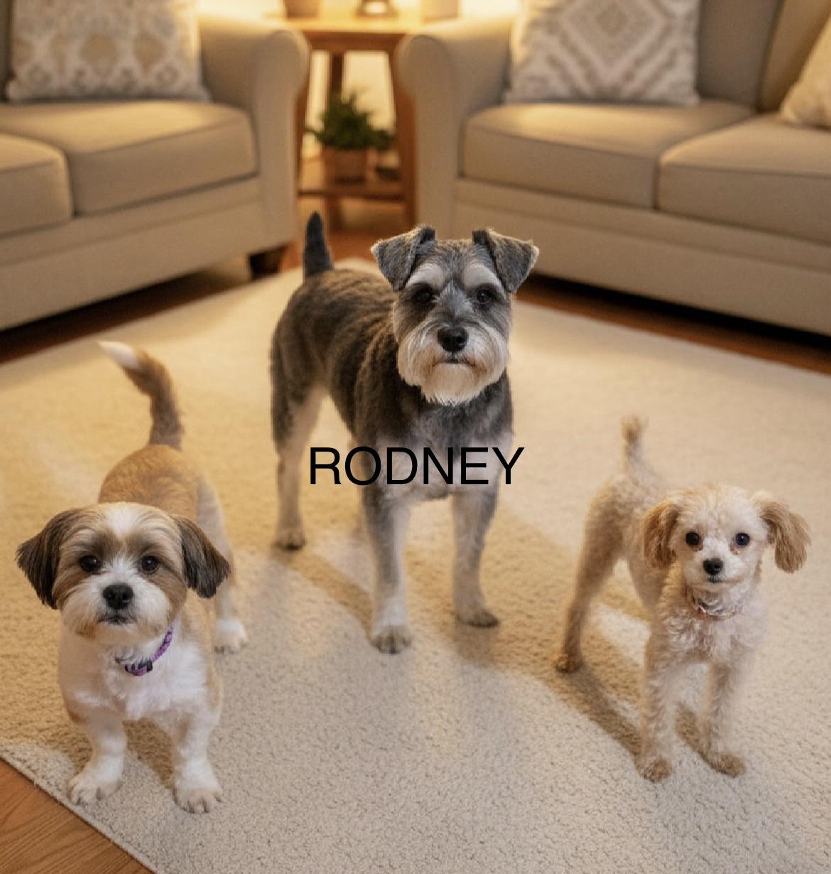 Rodney , adopted, Young Male Miniature Schnauzer & Yorkshire Terrier.