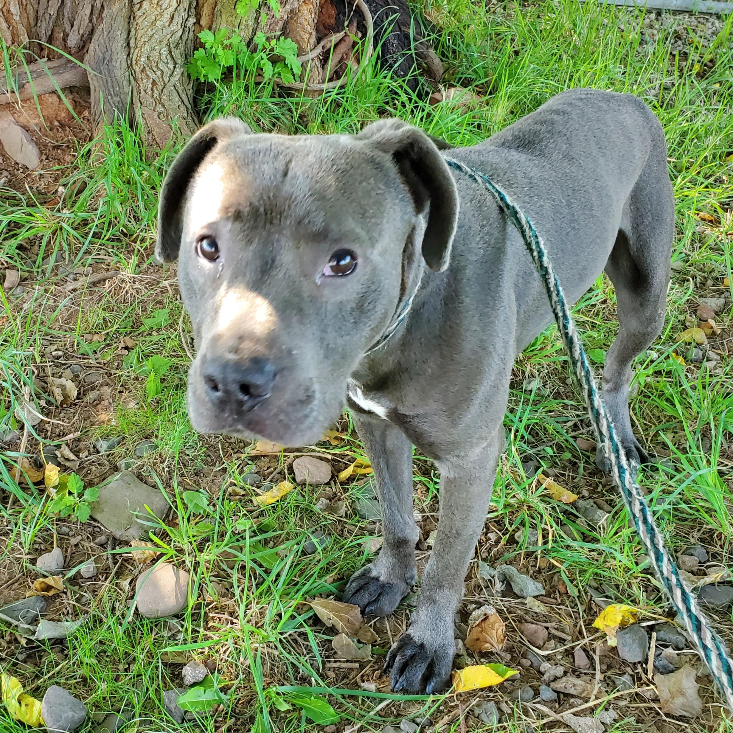 Bruno 2, adoptable, Young Male Pit Bull Terrier.