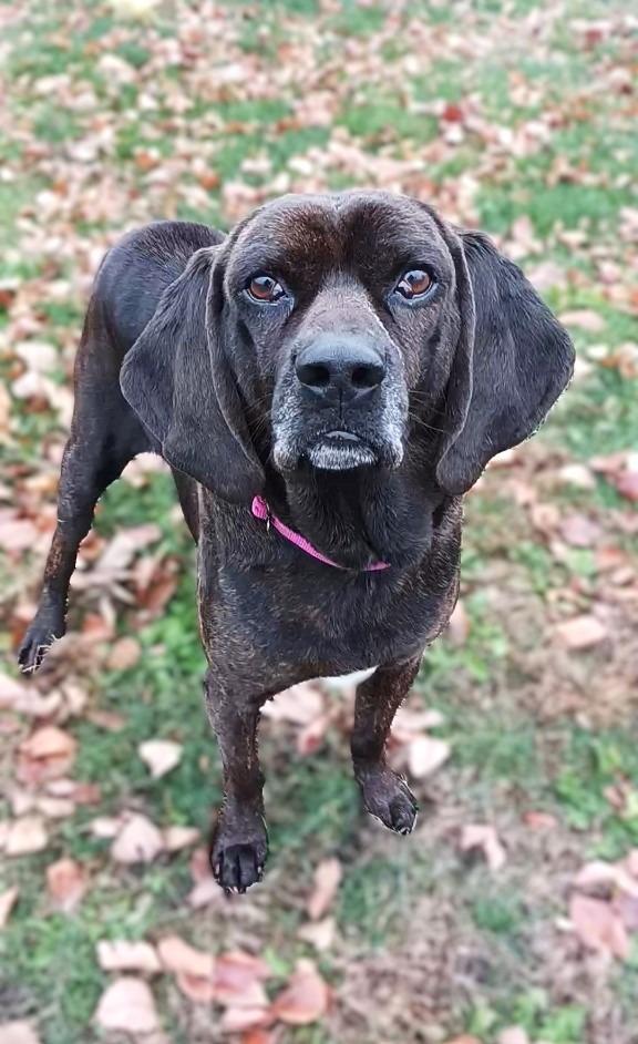 Enlarge Edgar, a Adoptable Hound in Prairie du Chien, WI image 1/3