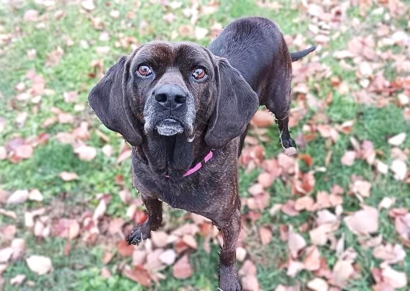 Enlarge Edgar, a Adoptable Hound in Prairie du Chien, WI image 2/3