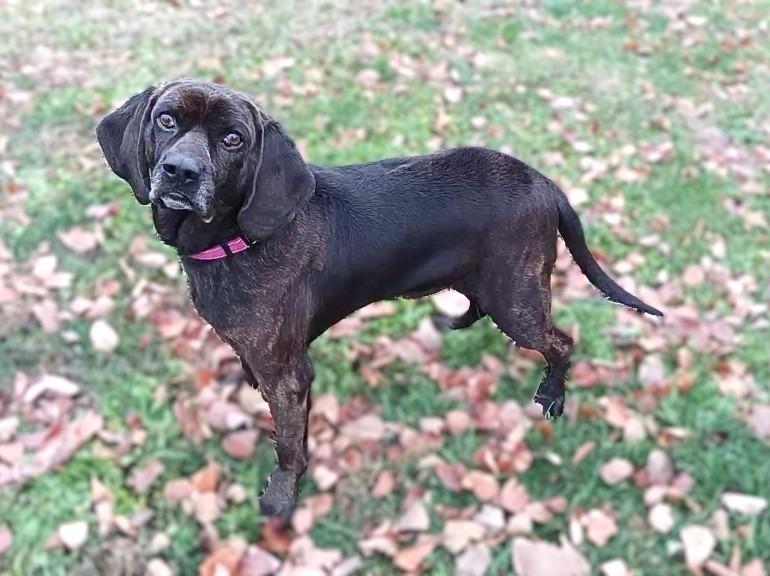 Enlarge Edgar, a Adoptable Hound in Prairie du Chien, WI image 3/3