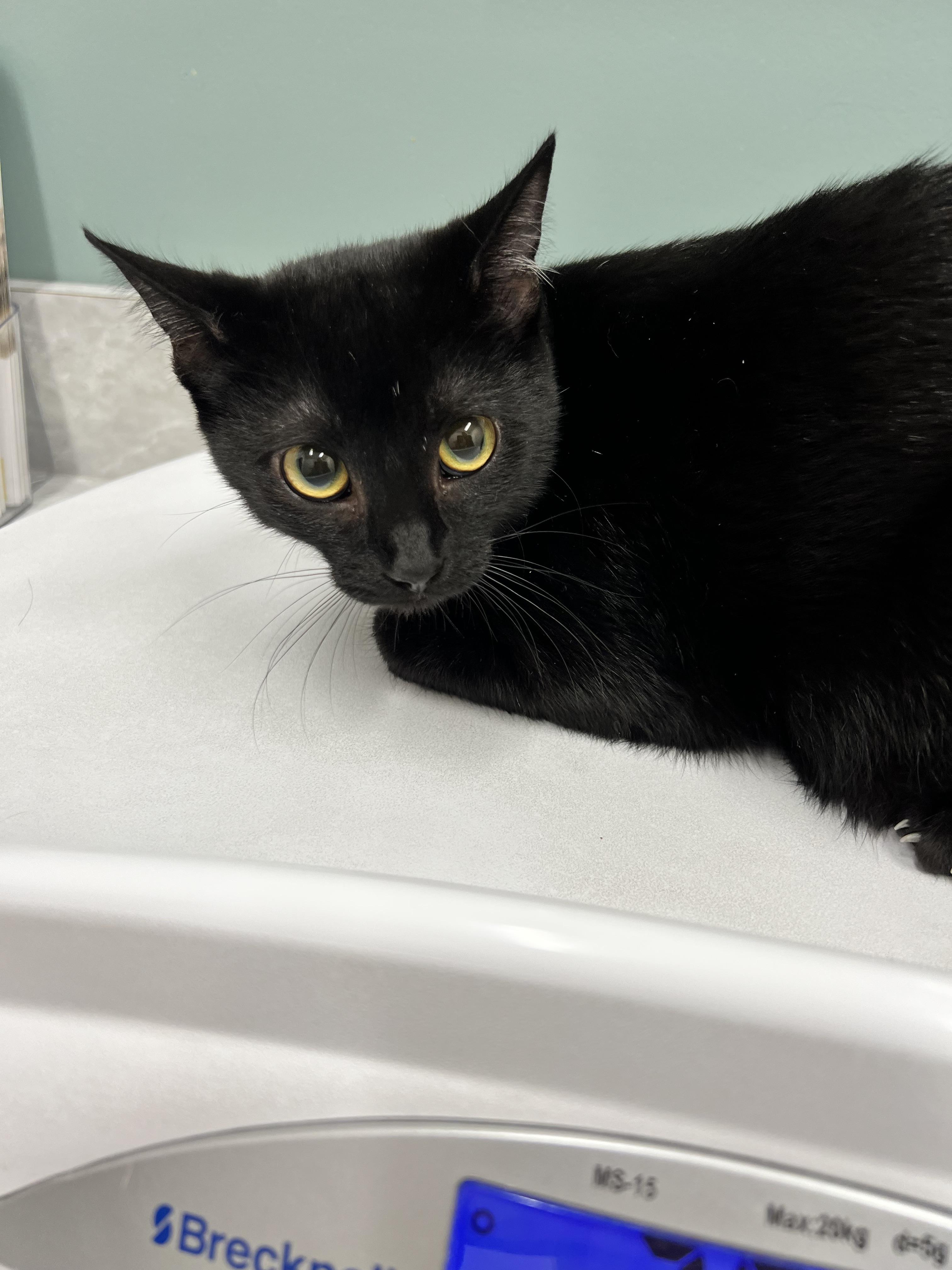 Enlarge Ron & Hermione, a Adopted Domestic Short Hair in Berwyn, PA image 2/6