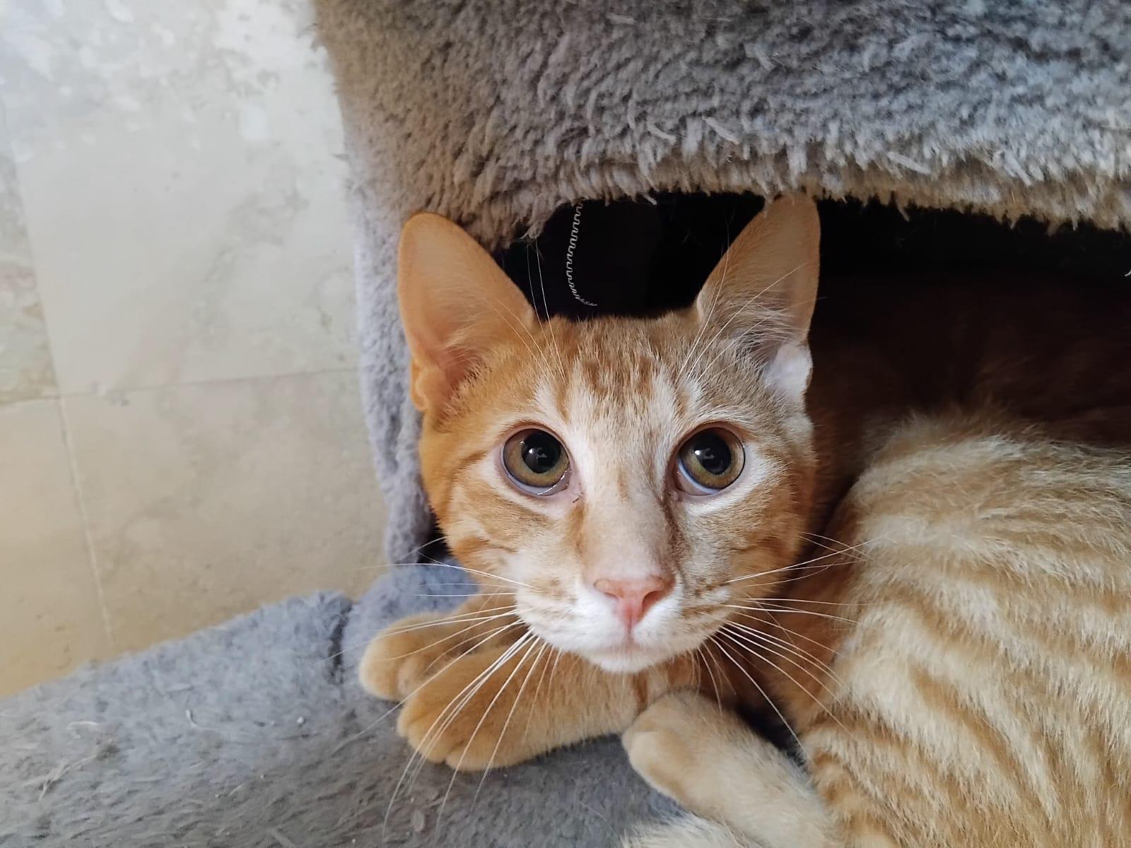 Enlarge Ron & Hermione, a Adopted Domestic Short Hair in Berwyn, PA image 3/6