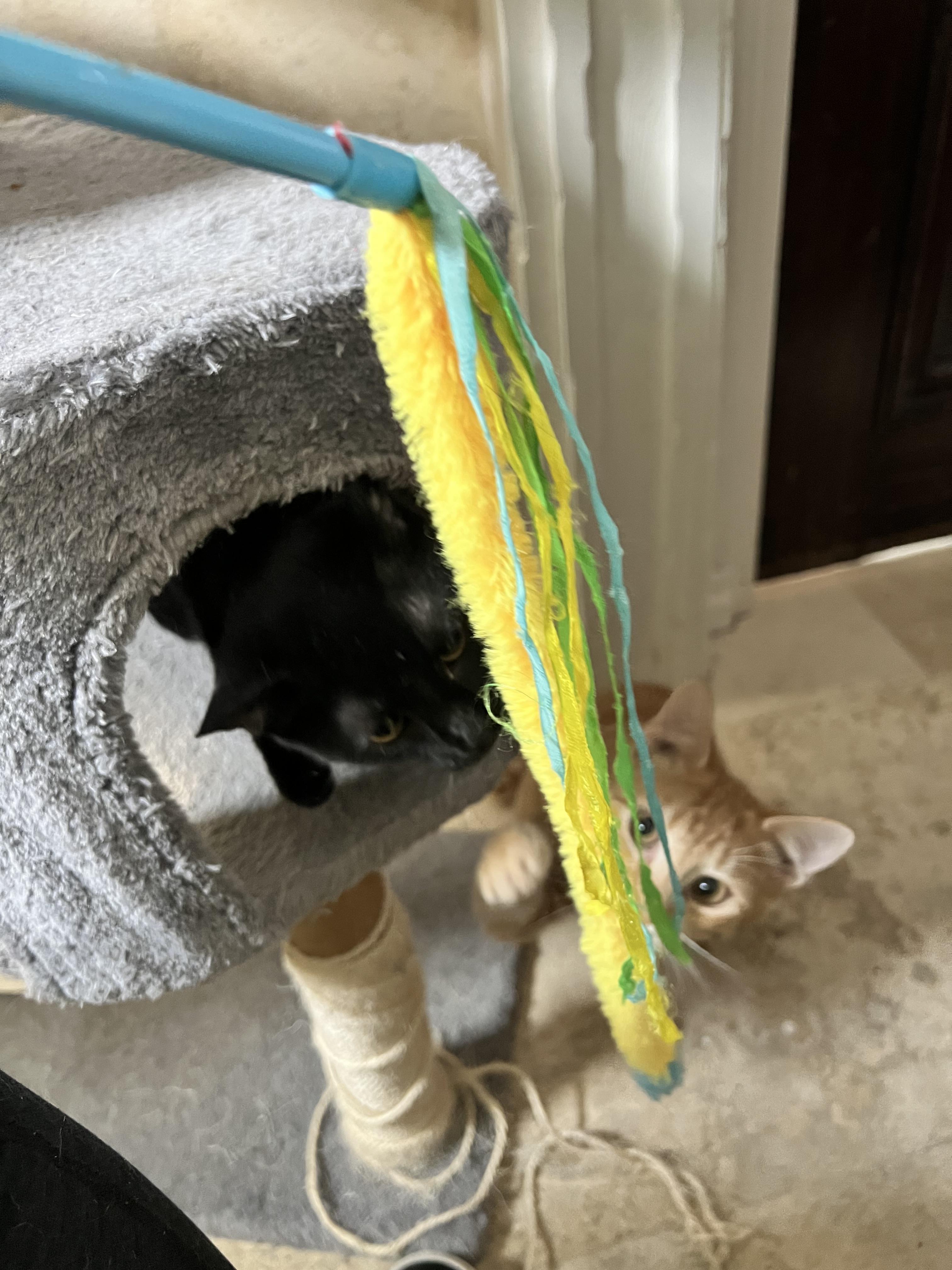 Enlarge Ron & Hermione, a Adopted Domestic Short Hair in Berwyn, PA image 5/6