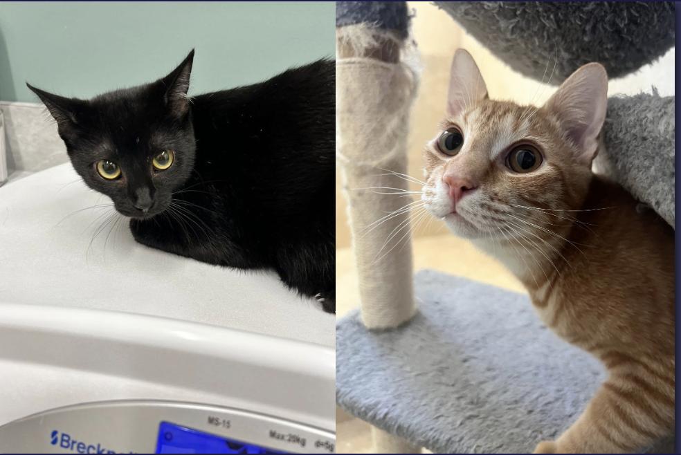 Enlarge Ron & Hermione, a Adopted Domestic Short Hair in Berwyn, PA image 1/6