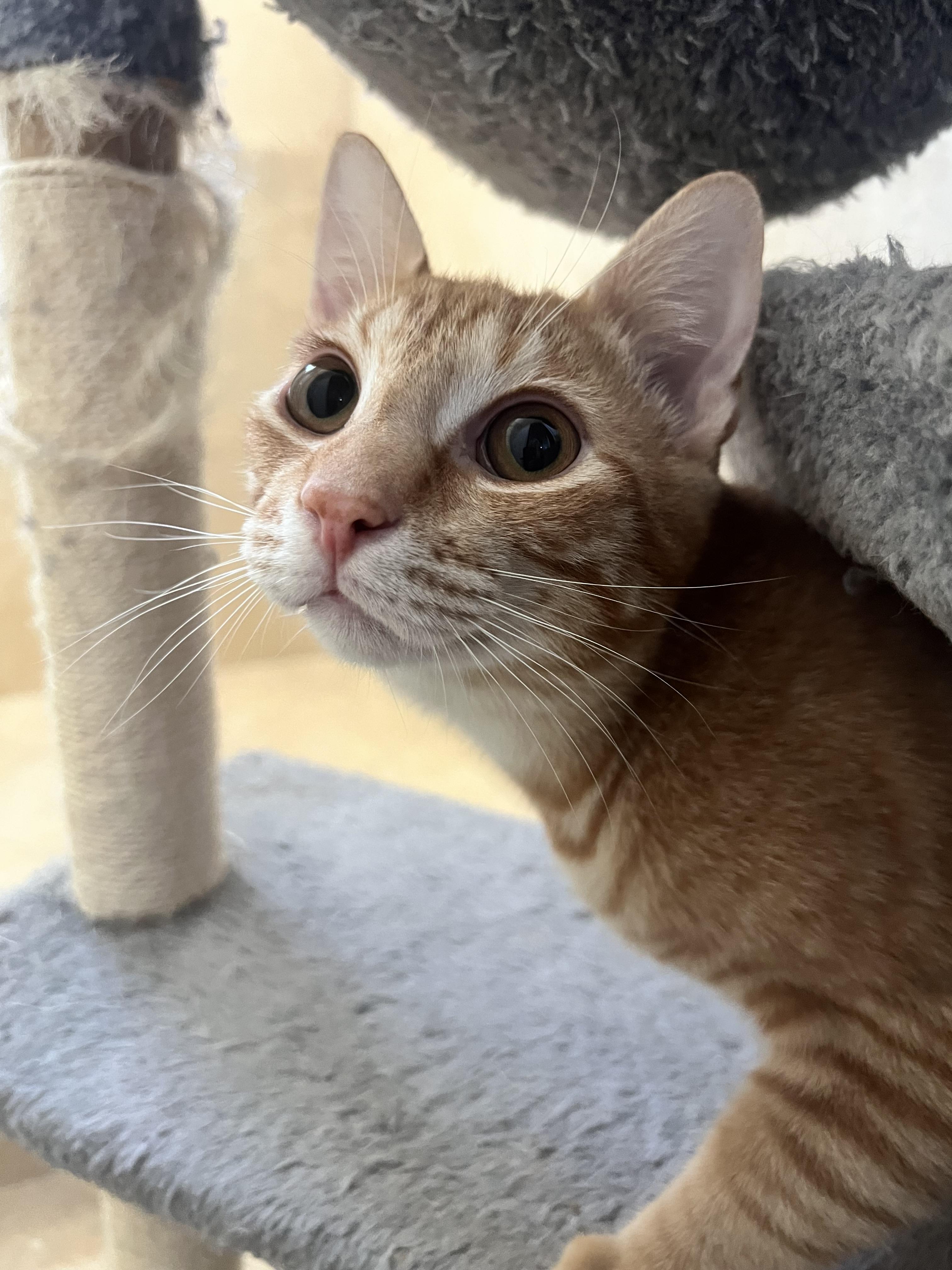 Enlarge Ron & Hermione, a Adopted Domestic Short Hair in Berwyn, PA image 6/6