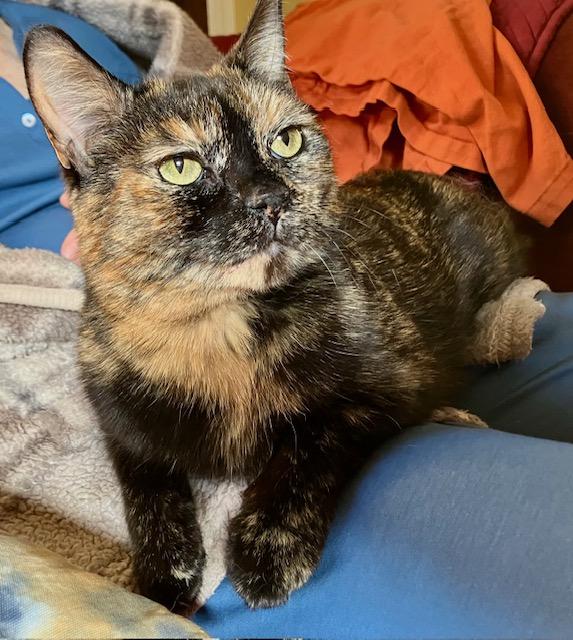 Enlarge Mama 4, a ADOPTABLE Domestic Short Hair in Fairfax, VA image 1/3