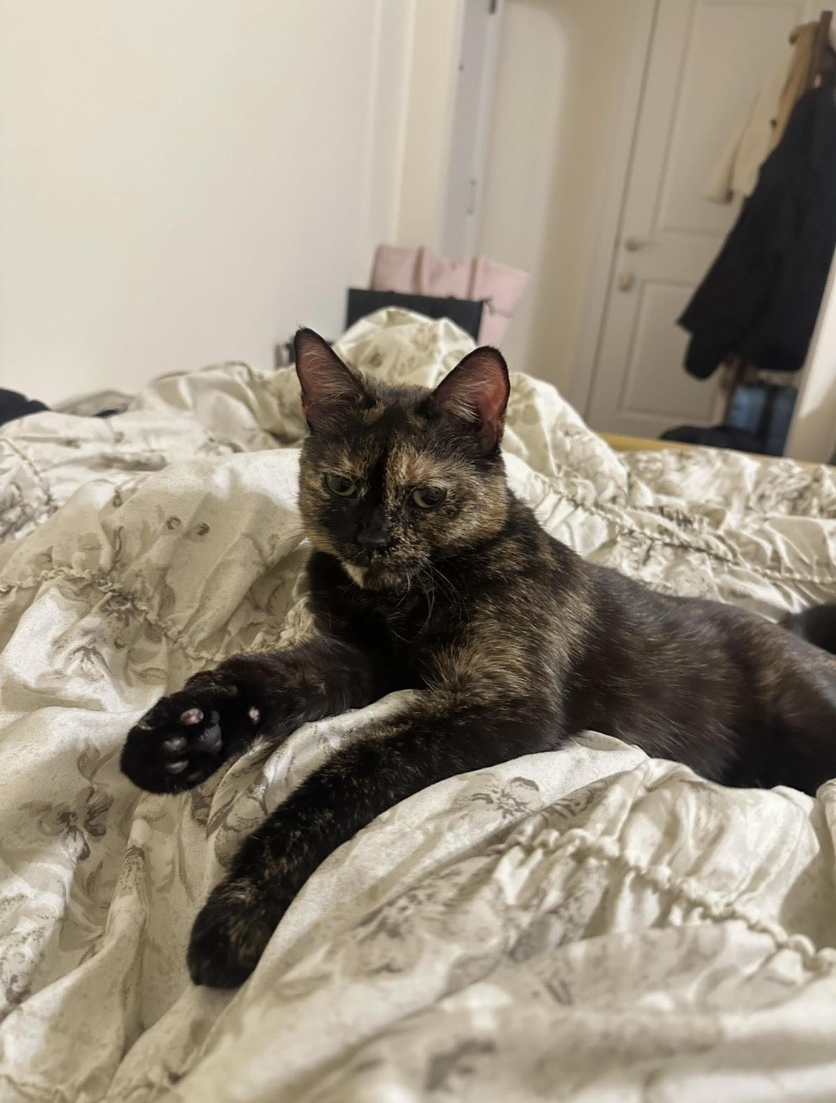 Mama 4, a ADOPTABLE Domestic Short Hair in Fairfax, VA image 5/6