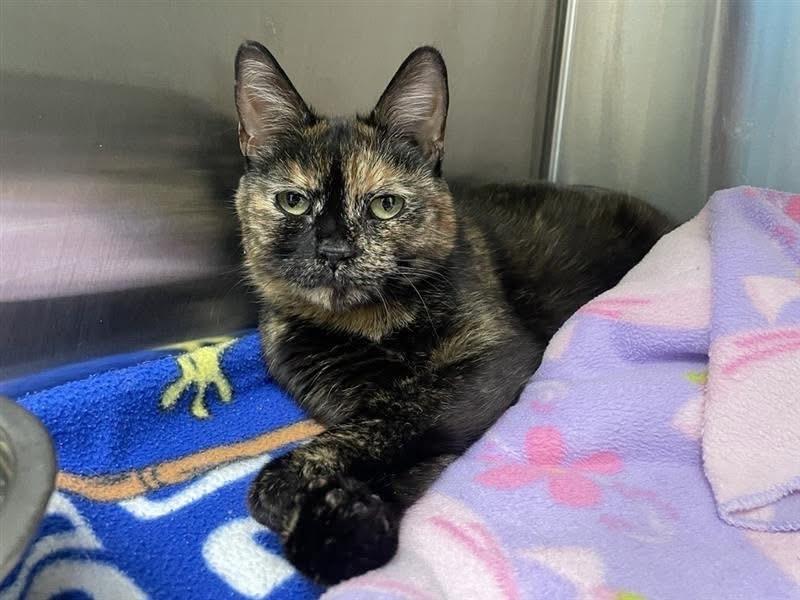 Mama 4, a ADOPTABLE Domestic Short Hair in Fairfax, VA image 6/6
