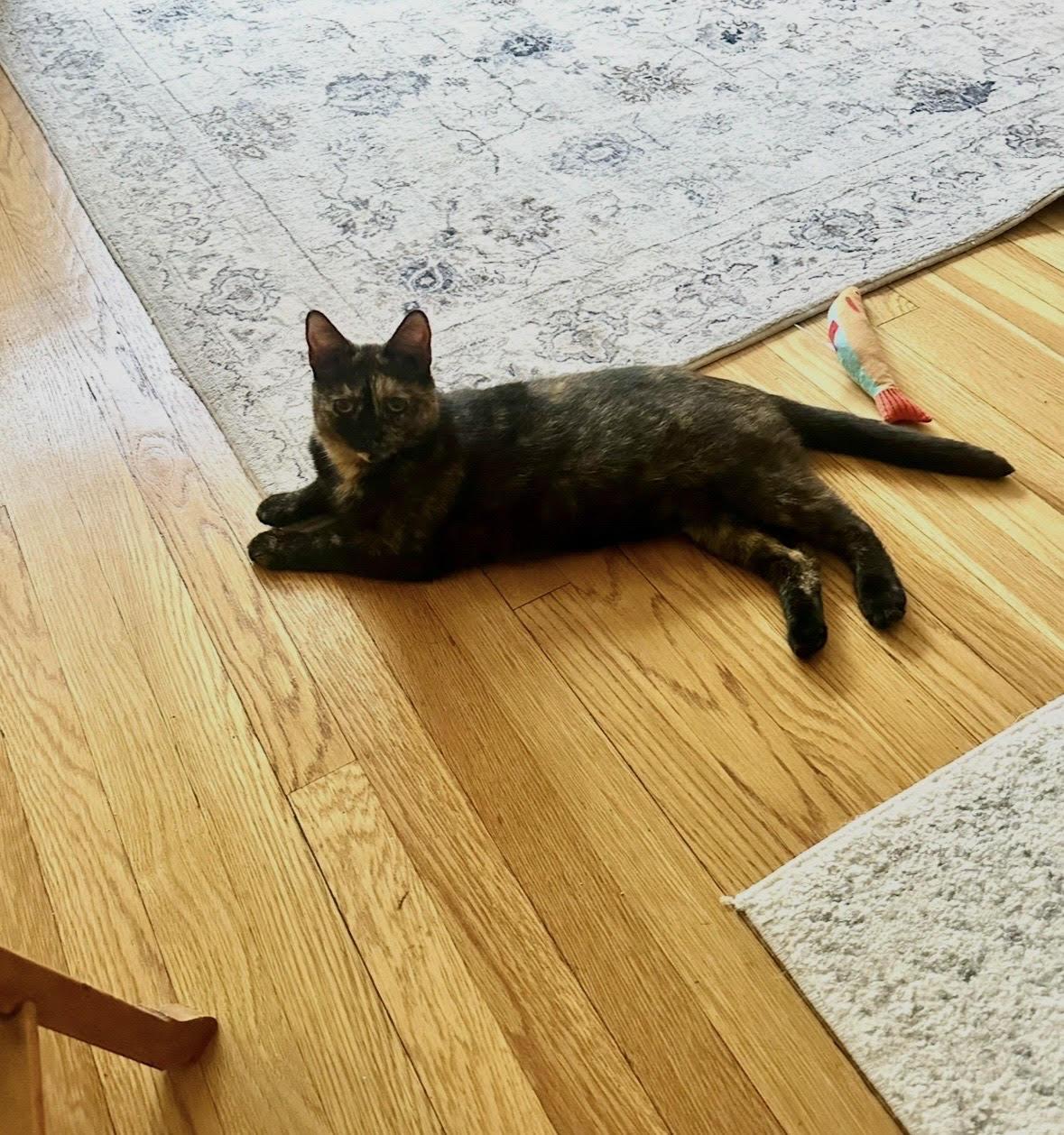 Mama 4, a ADOPTABLE Domestic Short Hair in Fairfax, VA image 2/6