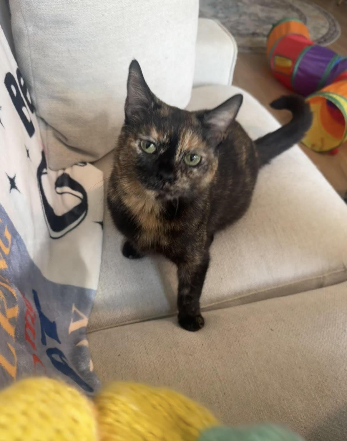 Mama 4, a ADOPTABLE Domestic Short Hair in Fairfax, VA image 4/6