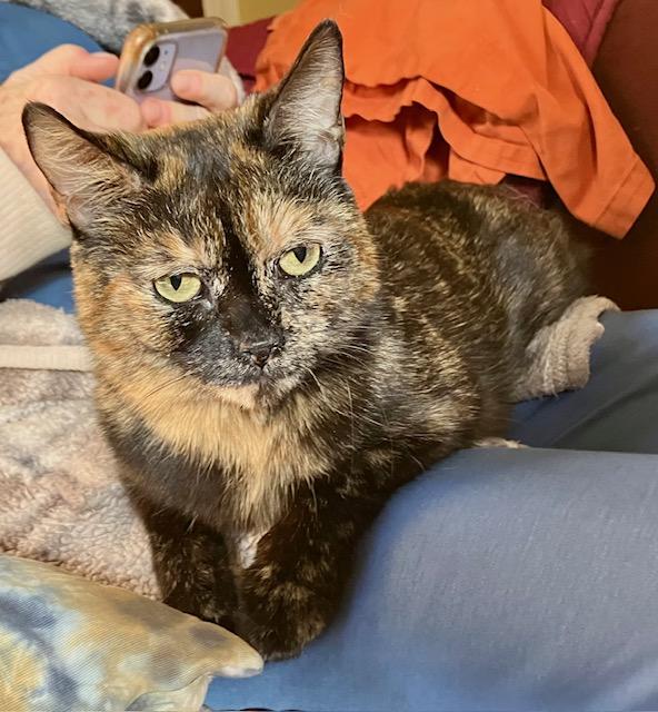 Enlarge Mama 4, a ADOPTABLE Domestic Short Hair in Fairfax, VA image 2/3