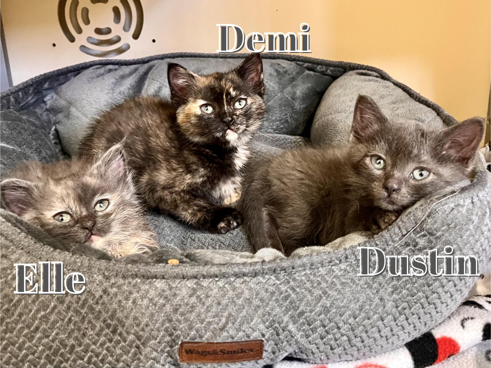 Enlarge Demi, a Adoptable Domestic Medium Hair in Webster, WI image 1/3