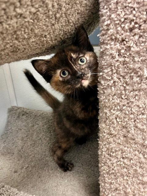 Enlarge Demi, a Adoptable Domestic Medium Hair in Webster, WI image 2/3