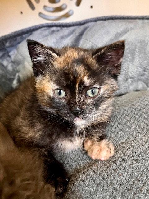 Enlarge Demi, a Adoptable Domestic Medium Hair in Webster, WI image 3/3