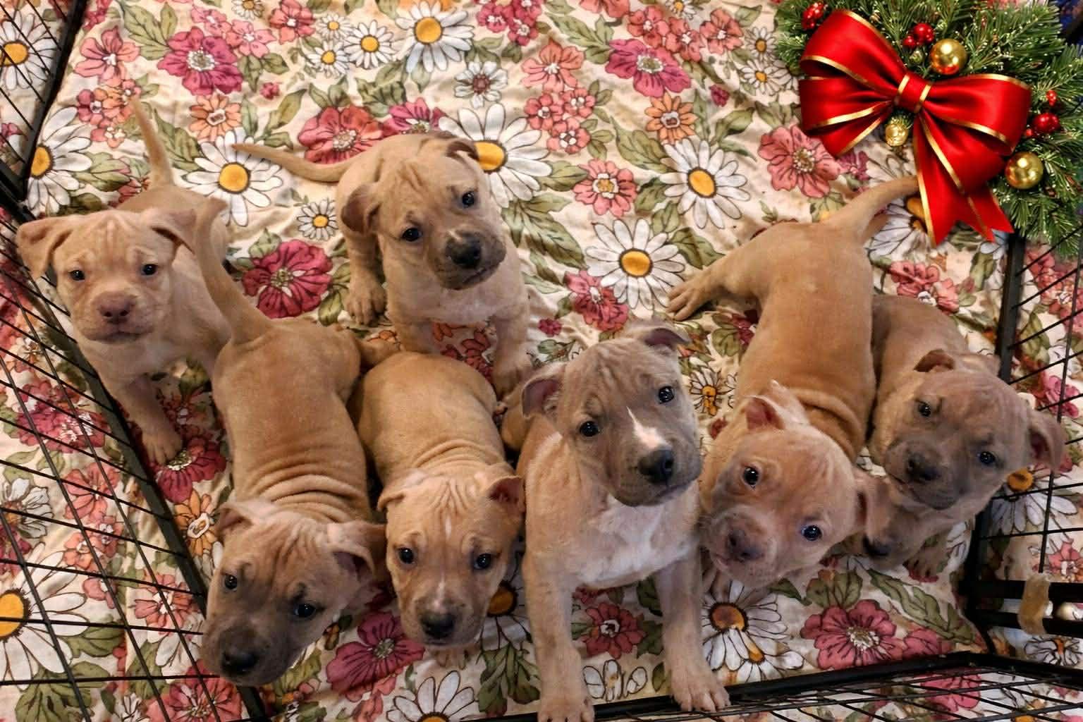 Davita, Adoptable, Puppy Female Mastiff & Dogue de Bordeaux.