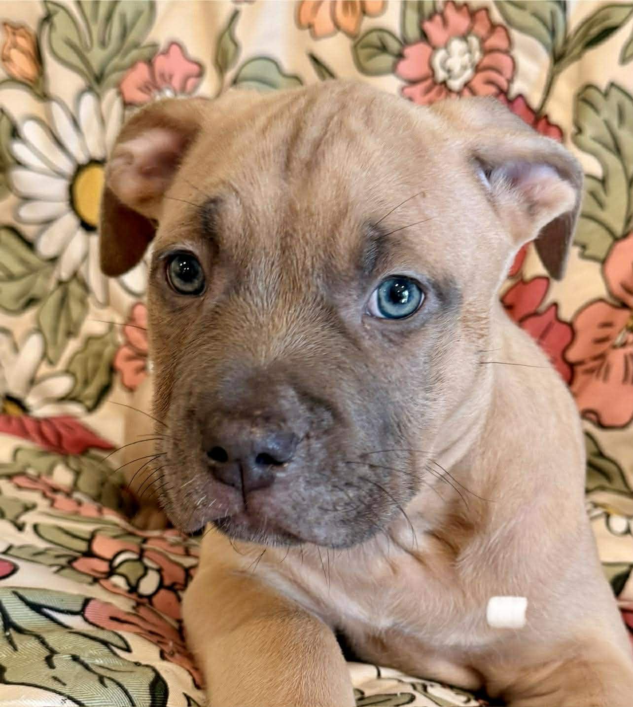 Enlarge Davita, a Adoptable mixed breed in Pompano Beach, FL image 2/2