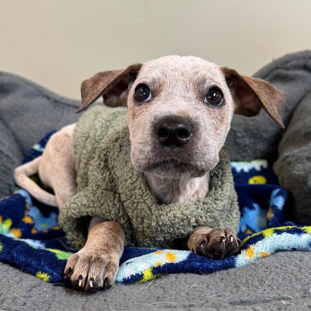 Otis, Adoptable, Puppy Male Australian Cattle Dog / Blue Heeler.