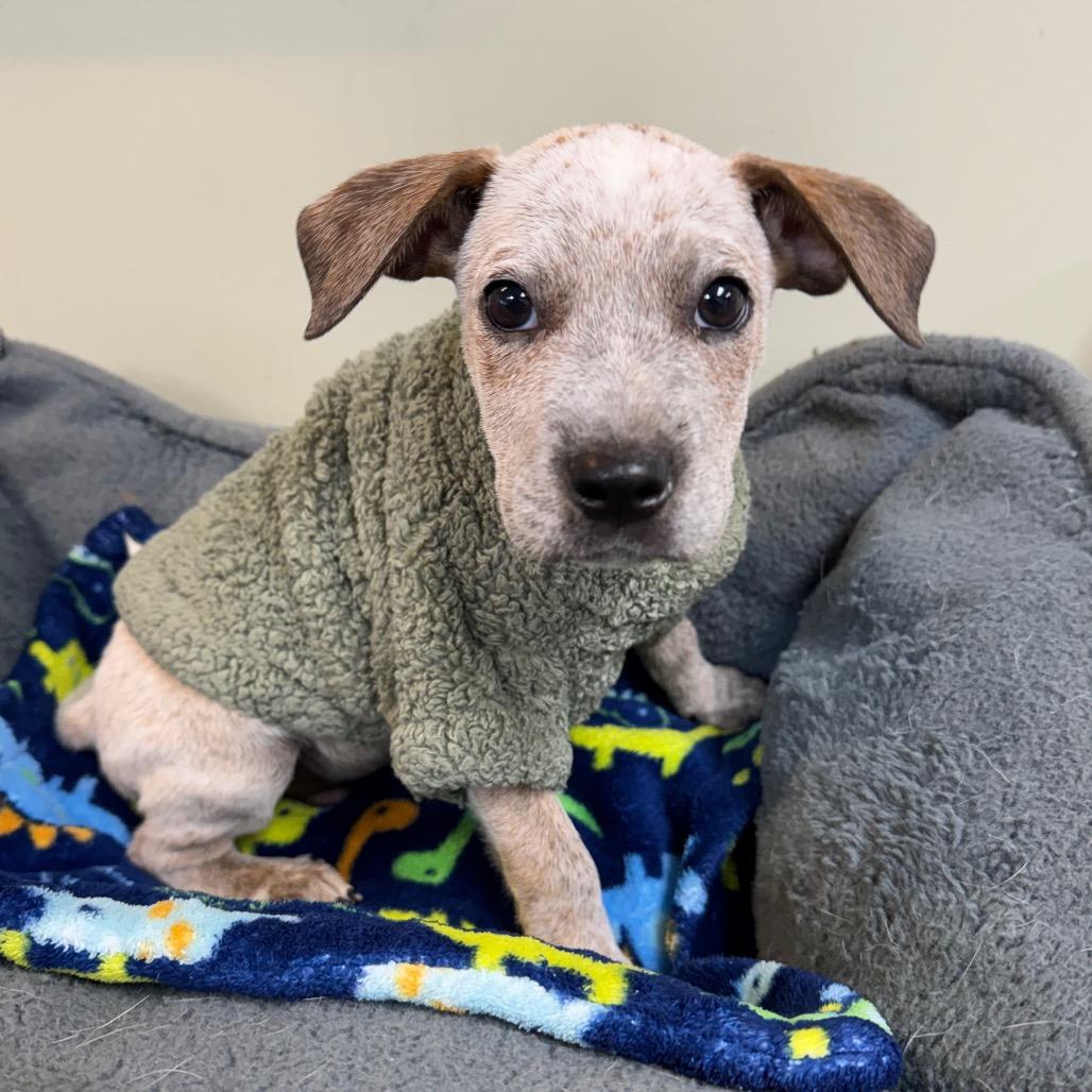 Enlarge Otis, a Adoptable Australian Cattle Dog / Blue Heeler in Mankato, MN image 2/6