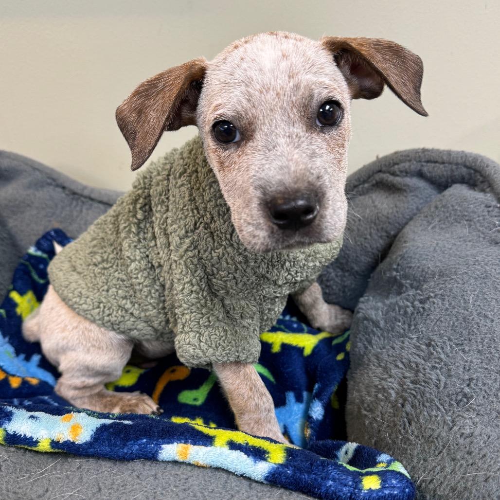 Enlarge Otis, a Adoptable Australian Cattle Dog / Blue Heeler in Mankato, MN image 3/6