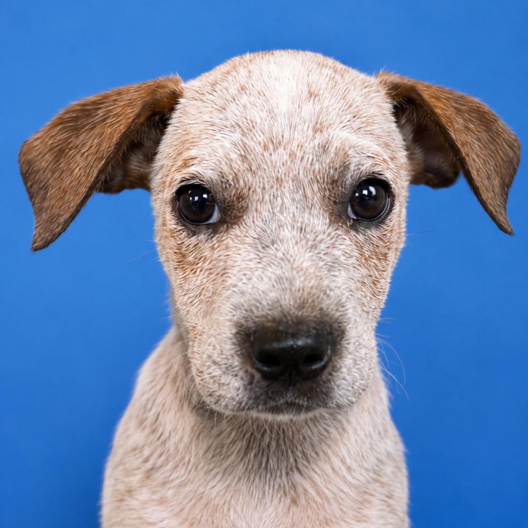 Enlarge Otis, a Adoptable Australian Cattle Dog / Blue Heeler in Mankato, MN image 4/6