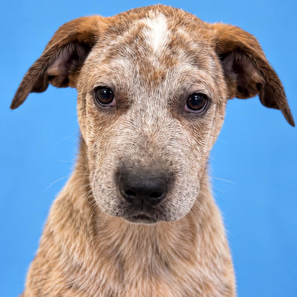 Enlarge Otis, a Adoptable Australian Cattle Dog / Blue Heeler in Mankato, MN image 5/6