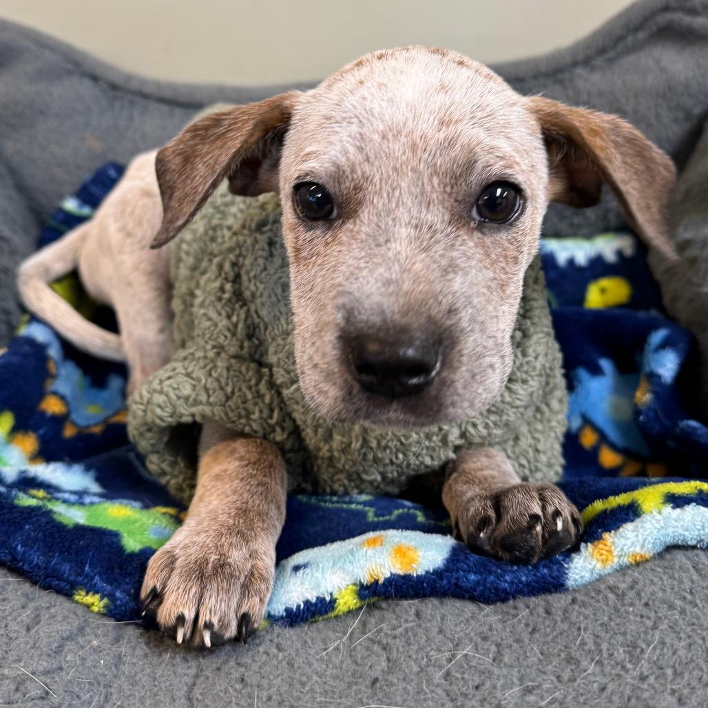 Enlarge Otis, a Adoptable Australian Cattle Dog / Blue Heeler in Mankato, MN image 6/6