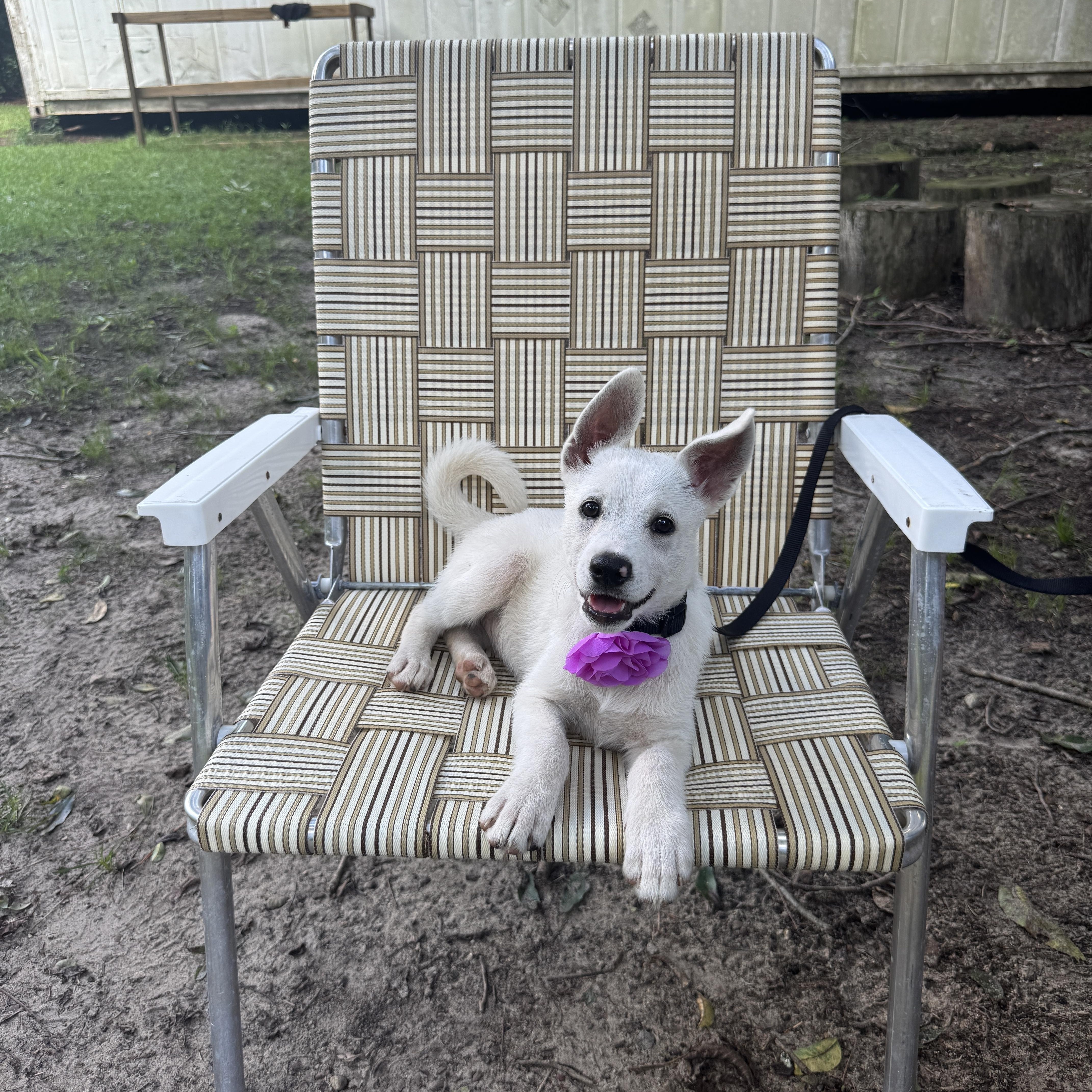 Summer (Coming Soon), an adoptable Samoyed, Border Collie in Argyle, NY, 12809 | Photo Image 4