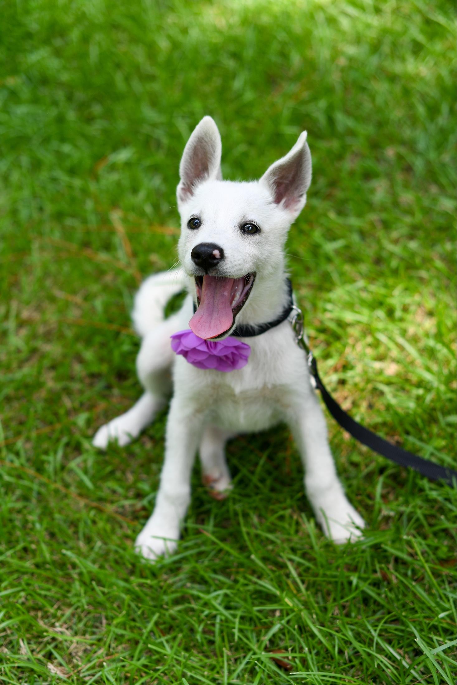 Summer (Coming Soon), an adoptable Samoyed, Border Collie in Argyle, NY, 12809 | Photo Image 1