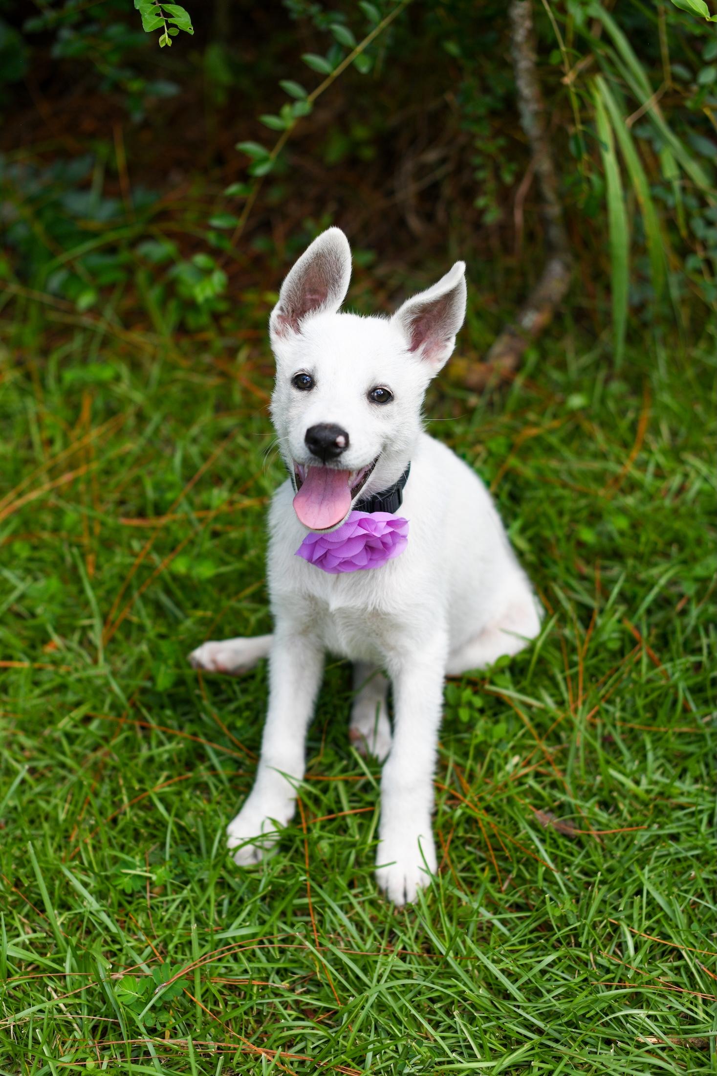 Summer (Coming Soon), an adoptable Samoyed, Border Collie in Argyle, NY, 12809 | Photo Image 3