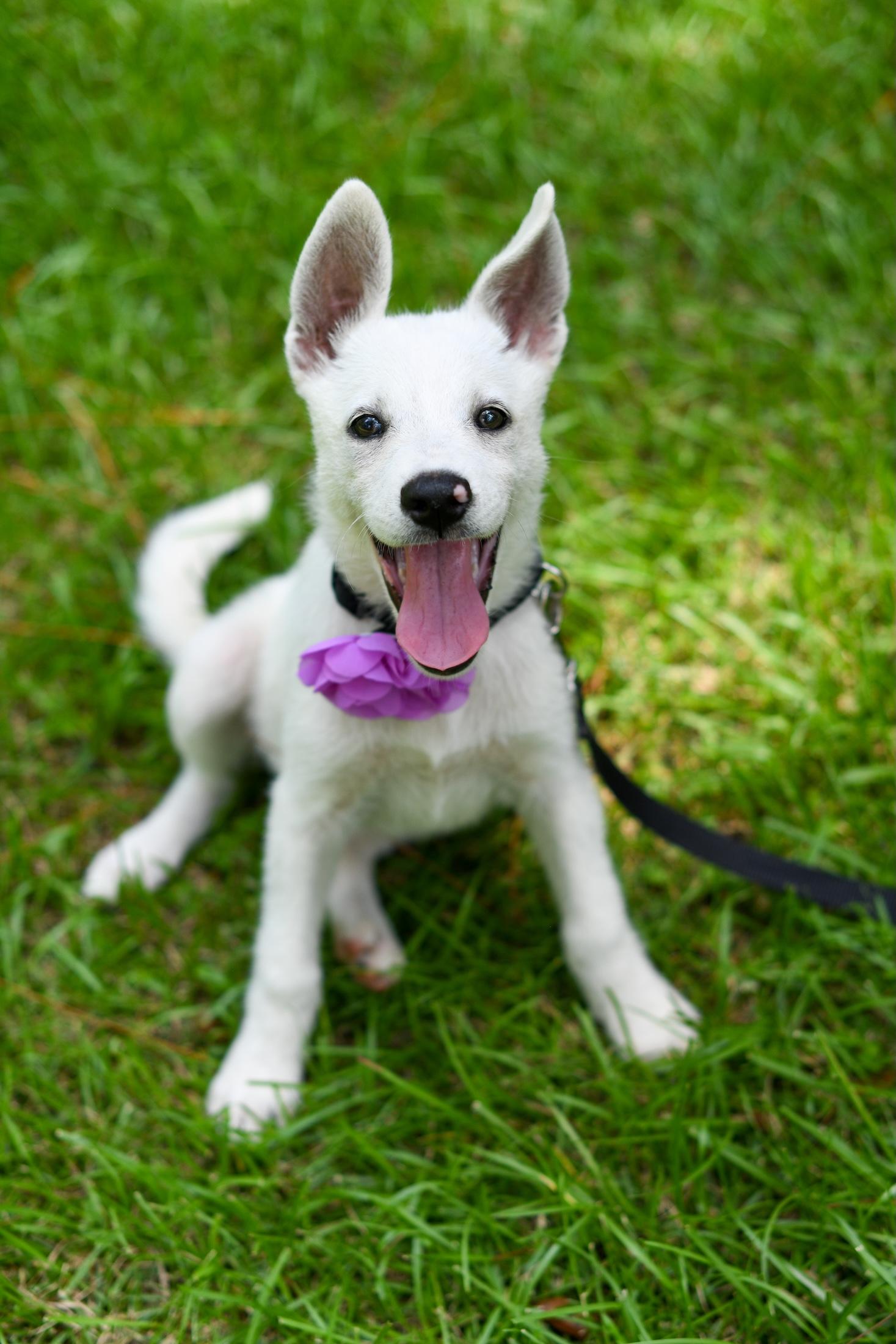 Summer (Coming Soon), an adoptable Samoyed, Border Collie in Argyle, NY, 12809 | Photo Image 2