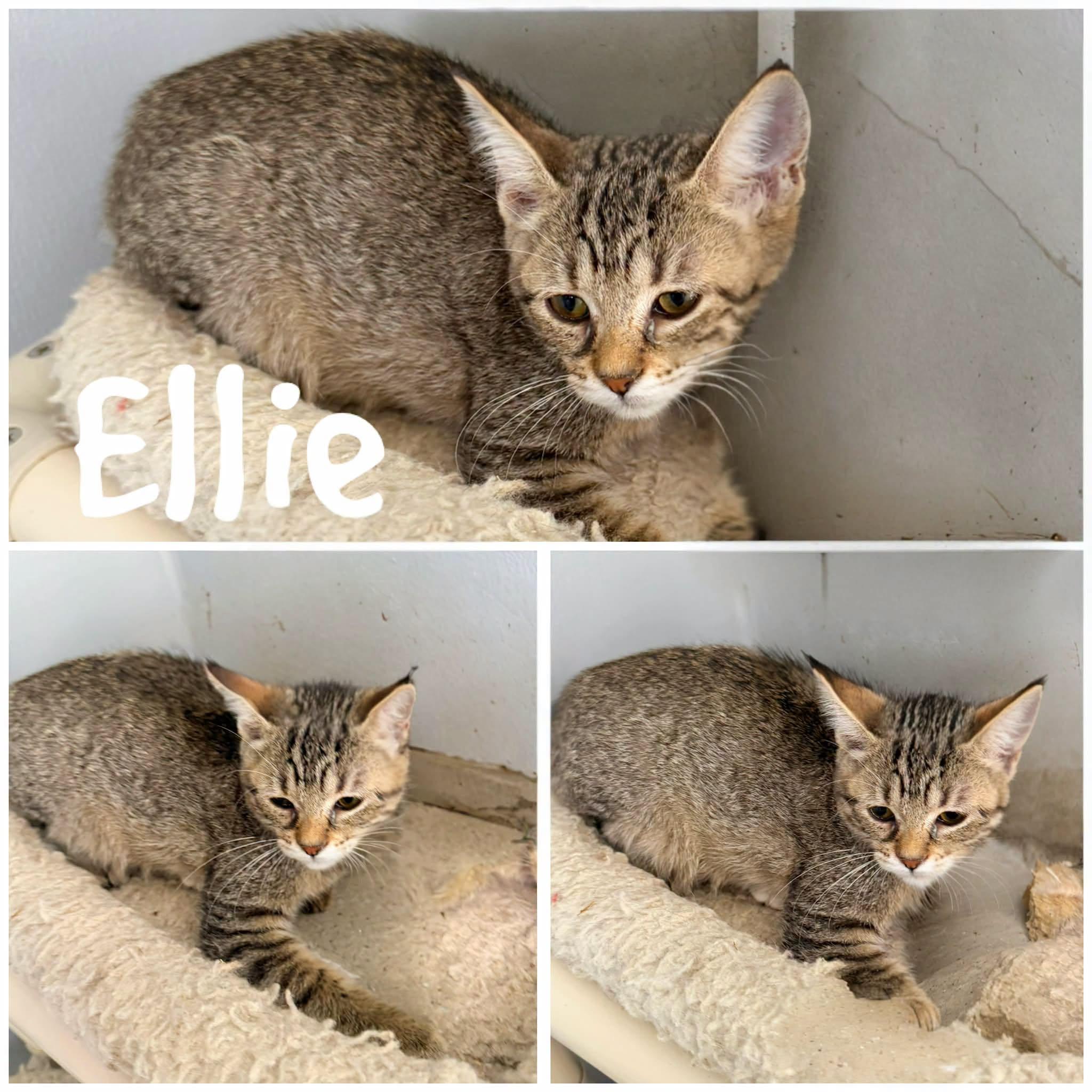 Enlarge Ellie, a ADOPTABLE Domestic Short Hair in Saint James, MO image 1/1