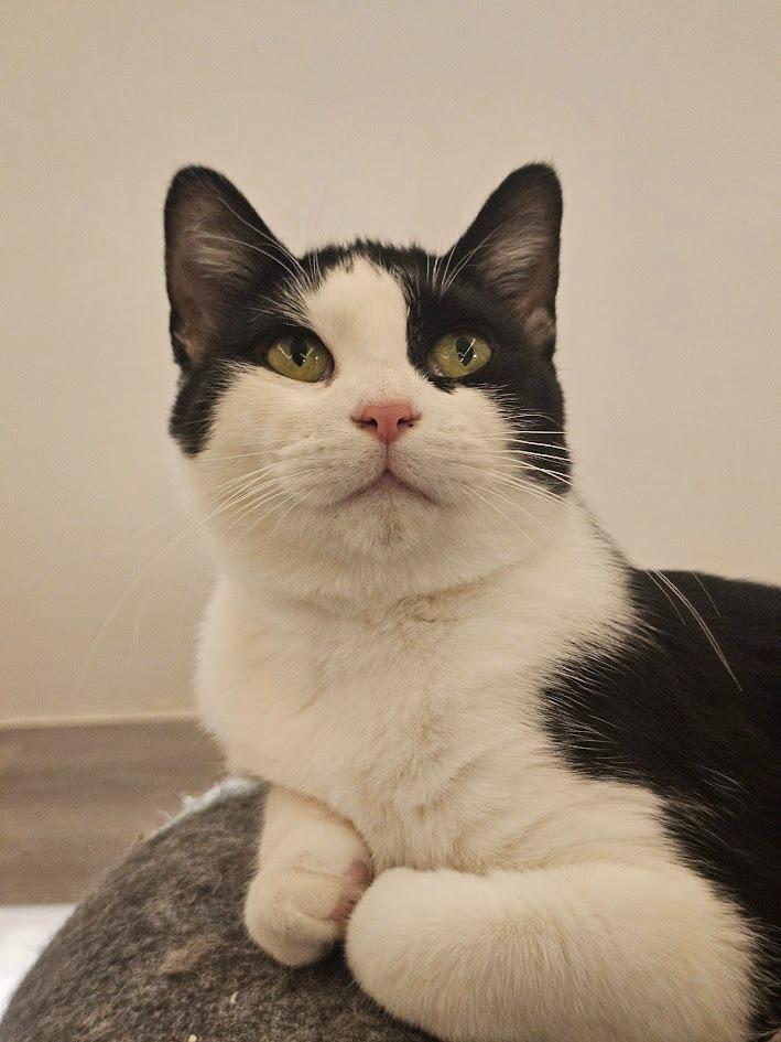 Maya, Adoptable, Young Female Domestic Short Hair.