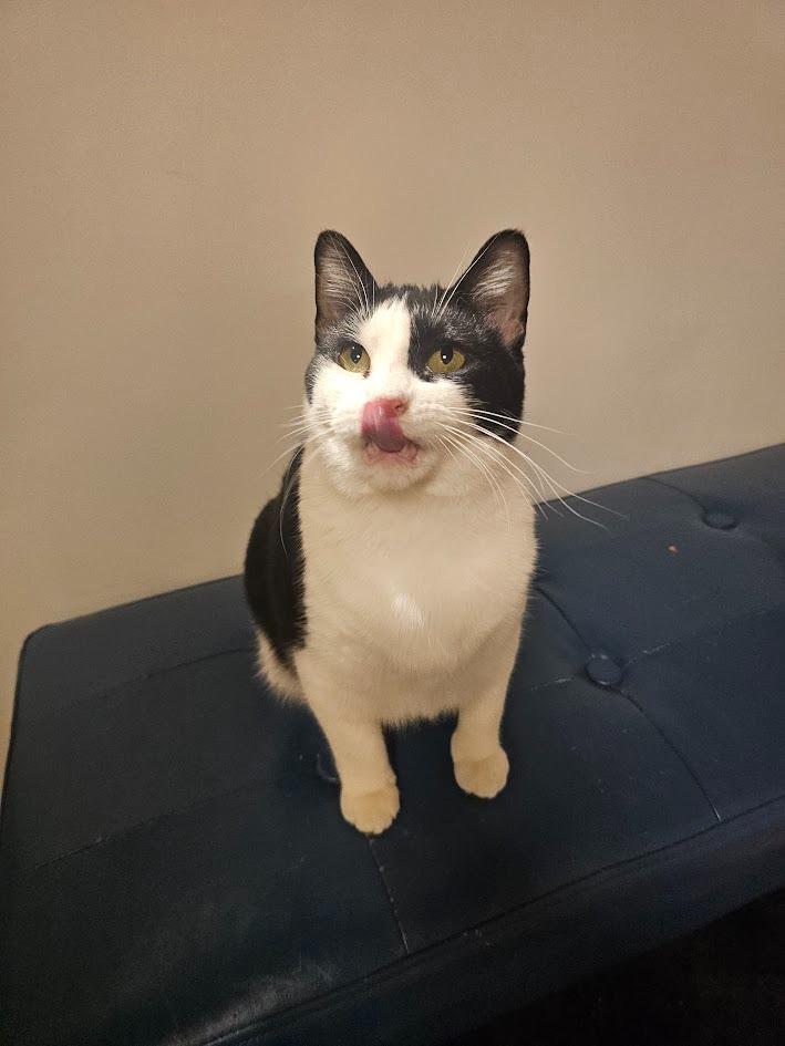 Enlarge Maya, a Adoptable mixed breed in St. Cloud, MN image 2/6