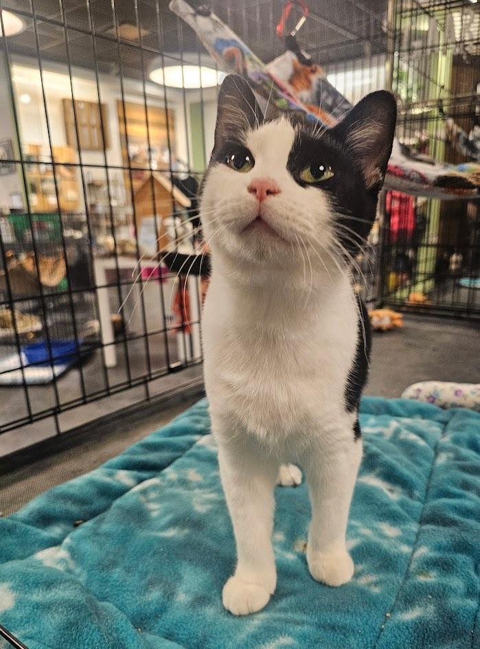 Enlarge Maya, a Adoptable mixed breed in St. Cloud, MN image 3/5