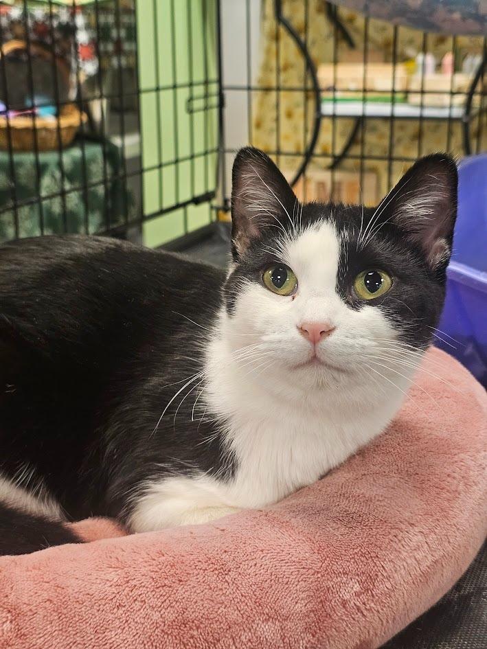 Enlarge Maya, a Adoptable mixed breed in St. Cloud, MN image 5/5