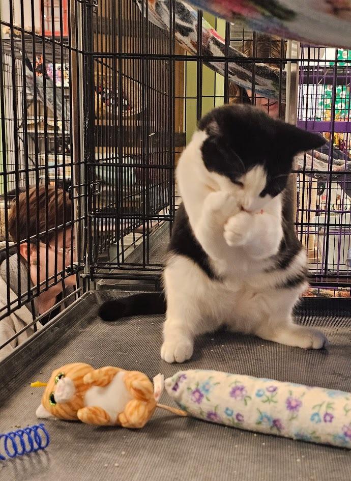 Enlarge Maya, a Adoptable mixed breed in St. Cloud, MN image 5/5