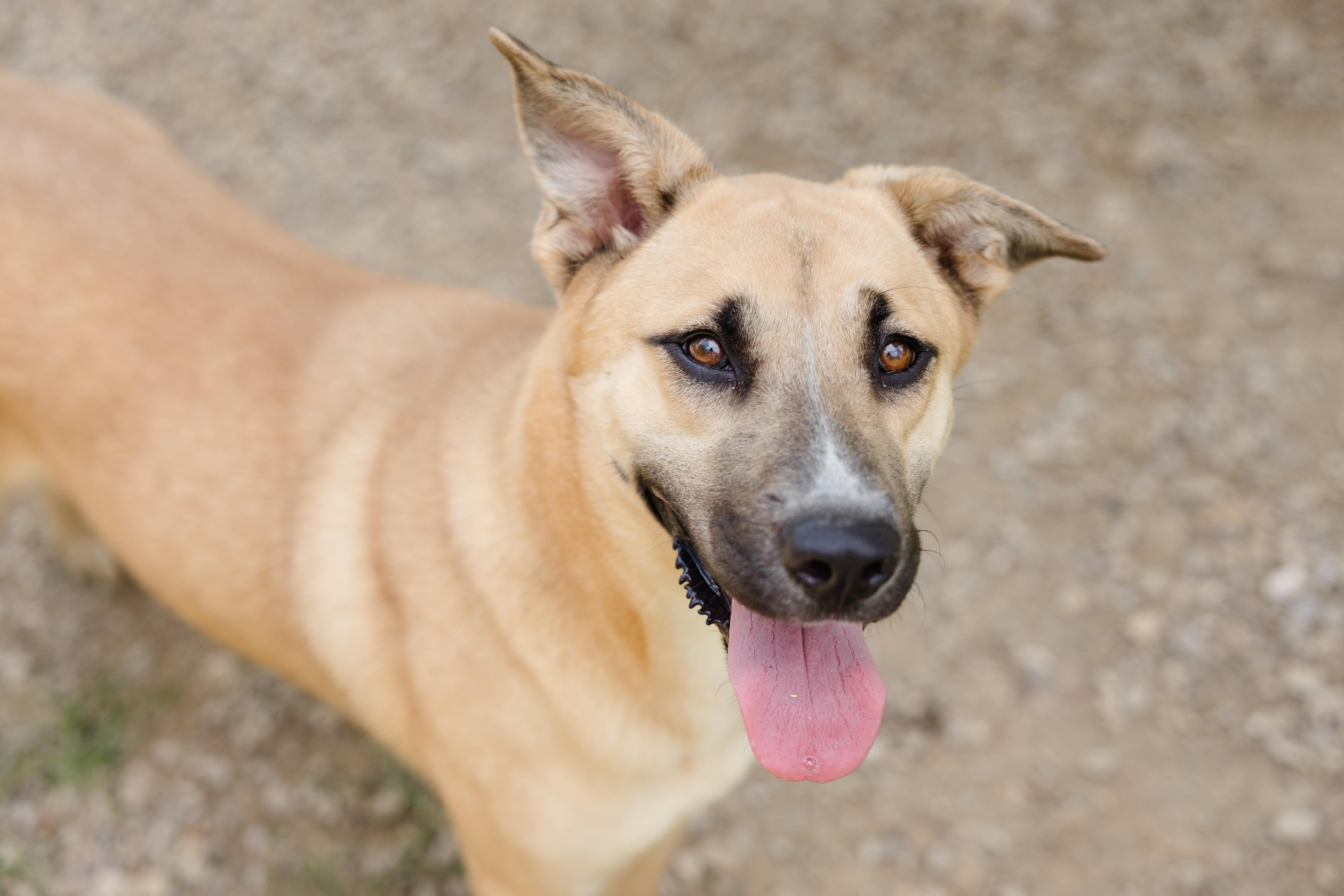 Biscuit, a ADOPTABLE mixed breed in Newburgh, IN image 2/3