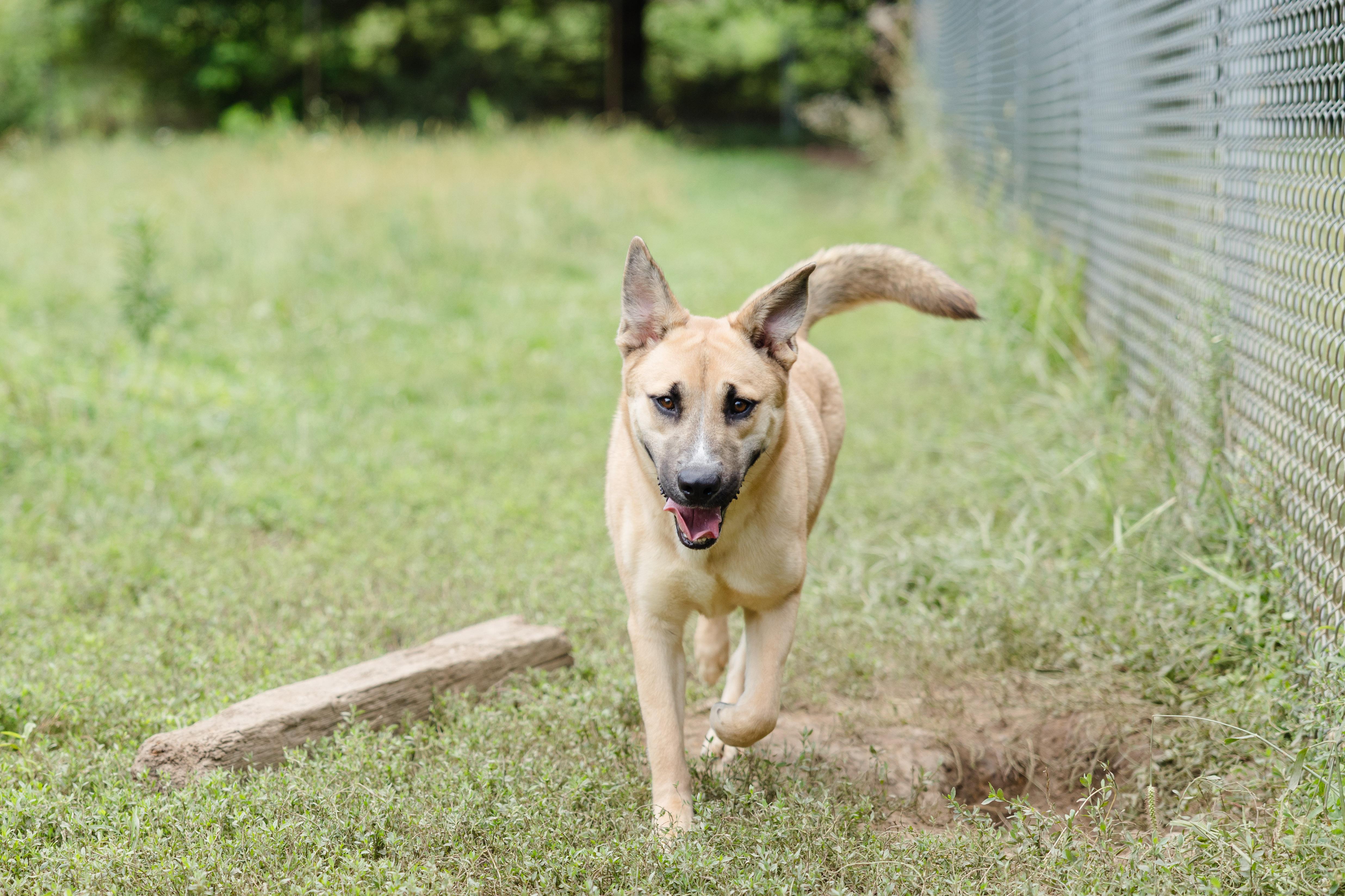 Biscuit, a ADOPTABLE mixed breed in Newburgh, IN image 3/3